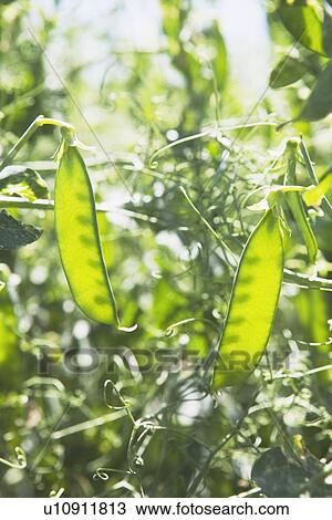 Stock Image - green pea pods. Fotosearch