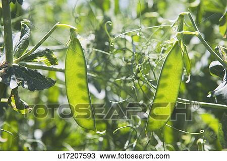 green pea pods View Large Photo Image Stock Image - green pea pods. Fotosearch