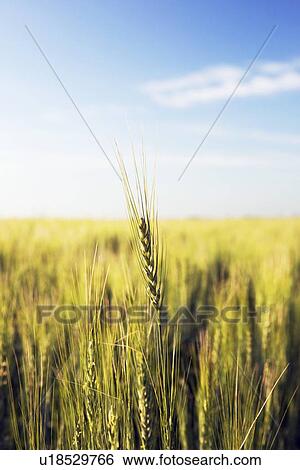 Stock Photograph - green wheat field, central alberta, canada. Fotosearch