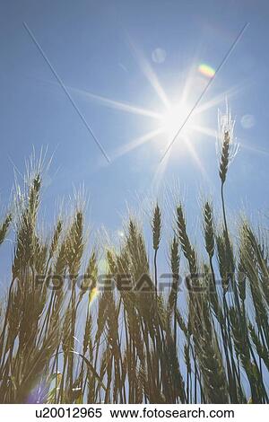 Stock Photography - green wheat field, central alberta, canada. Fotosearch