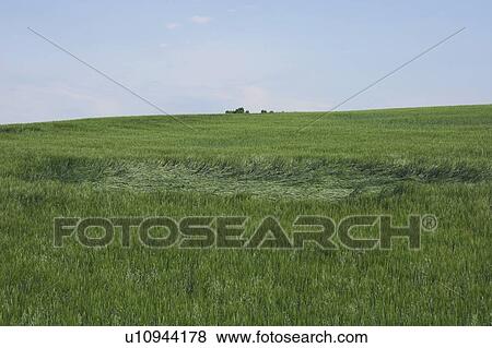 Stock Photo - Green wheat field damaged by hail, Alberta, Canada. Fotosearch