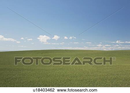Green wheat field View Large Photo Image Stock Image - Green wheat field. Fotosearch