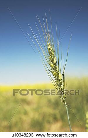 Green wheat head View Large Photo Image Stock Image - Green wheat head. Fotosearch