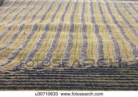 Stock Image - Harvest lines in cut field, Alberta, Canada. Fotosearch