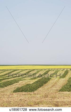 Stock Photo - hay cut in a field, central alberta, canada. Fotosearch