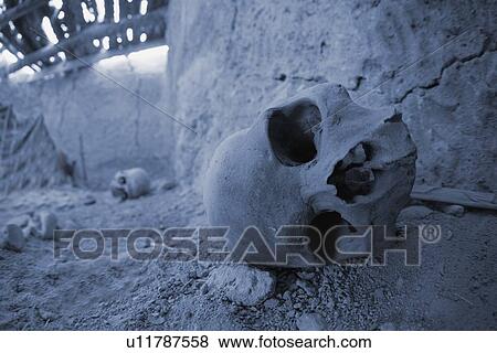 human skull inside a hut, siwa oasis, egypt View Large Photo Image Stock Photo - human skull inside a hut, siwa oasis, egypt. Fotosearch