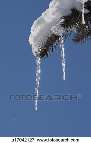 Icicle on evergreen tree View Large Photo Image Stock Photo - Icicle on evergreen tree. Fotosearch