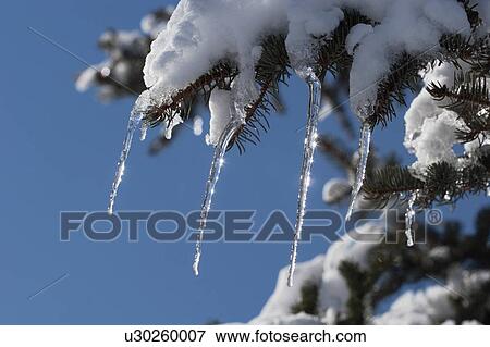 Icicle on evergreen tree View Large Photo Image Stock Photo - Icicle on evergreen tree. Fotosearch