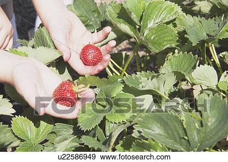 Stock Photo - Kids hands holding strawberries. Fotosearch