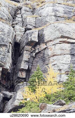 larch trees, yoho national park, british columbia, canada View Large Photo Image Stock Image - larch trees, yoho national park, british columbia, canada. Fotosearch