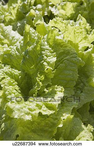 Picture - lettuce leaves in the garden. Fotosearch