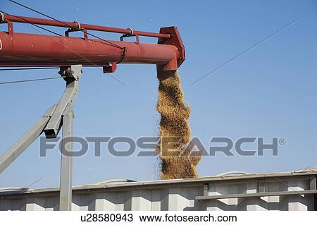 Loading harvested wheat into truck, Alberta, Canada View Large Photo Image Stock Image - Loading harvested wheat into truck, Alberta, Canada. Fotosearch