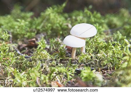 Stock Photo - Mushrooms. Fotosearch