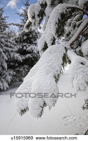 northumberland, england; a tree covered in snow View Large Photo Image Stock Photo - northumberland, england; a tree covered in snow. Fotosearch