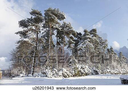Stock Image - northumberland, england; winter landscape. Fotosearch