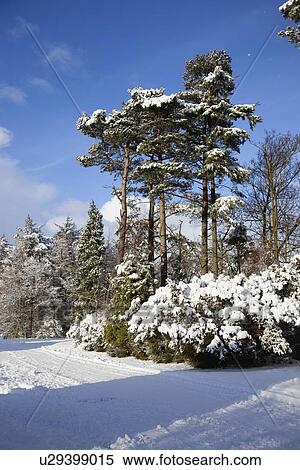 northumberland, england; winter landscape View Large Photo Image Stock Photography - northumberland, england; winter landscape. Fotosearch