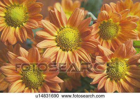 Stock Image - orange chrysanthemums. Fotosearch
