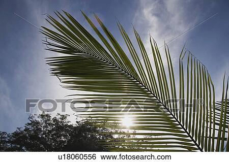 Palm leaf frond in sunlight, Costa Rica View Large Photo Image Stock Photograph - Palm leaf frond in sunlight, Costa Rica. Fotosearch