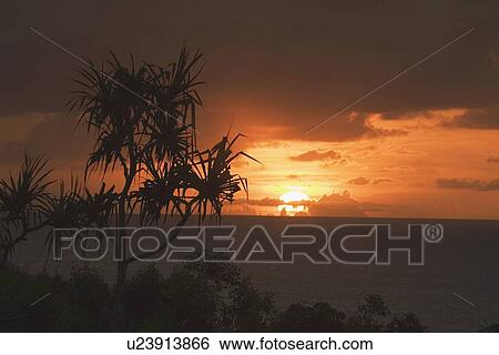 Stock Photograph - palm tree near the pacific ocean, north kauai, hawaii, usa. Fotosearch