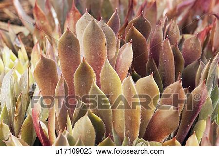plant View Large Photo Image Stock Image - plant. Fotosearch