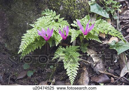 Stock Photography - Purple orchids and ferns, Corsica, France. Fotosearch