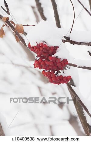 Red mountain ash berries in snow, Calgary, Alberta, Canada View Large Photo Image Stock Photo - Red mountain ash berries in snow, Calgary, Alberta, Canada. Fotosearch