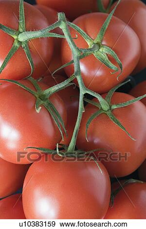 red, ripe tomatoes on the vine View Large Photo Image Stock Photo - red, ripe tomatoes on the vine. Fotosearch