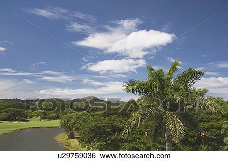 Stock Photograph - road and palm trees, republic of costa rica. Fotosearch