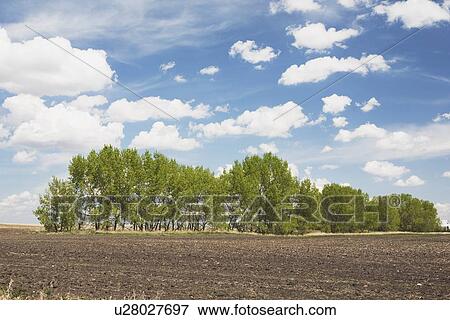 Row of trees in field View Large Photo Image Stock Photo - Row of trees in field. Fotosearch