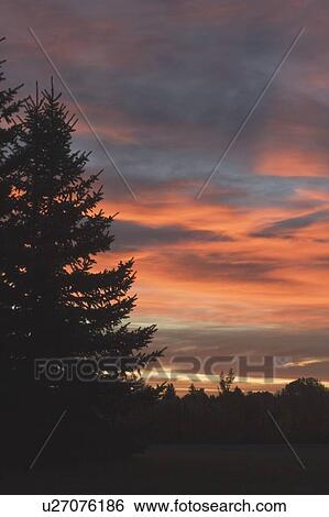 Stock Photograph - Silhouette of evergreen at sunrise, Calgary, Alberta, Canada. Fotosearch