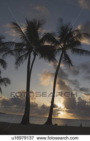 Silhouette of palm trees at sunset, Kauai, Hawaii, USA View Large Photo Image Stock Photo - Silhouette of palm trees at sunset, Kauai, Hawaii, USA. Fotosearch