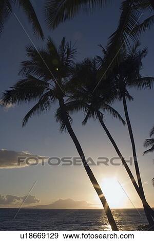 Stock Photo - Silhouette of palm trees with sunset. Fotosearch