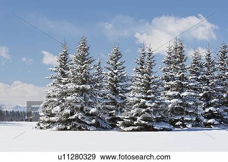 Snow-covered evergreens with hikers in the distance, Calgary, Alberta, Canada View Large Photo Image Stock Photo - Snow-covered evergreens with hikers in the distance, Calgary, Alberta, Canada. Fotosearch