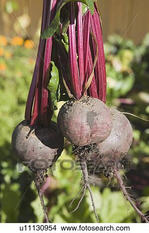 three beets from the garden View Large Photo Image Picture - three beets from the garden. Fotosearch