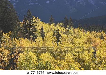 Stock Photography - Treetops in autumn, Banff National Park, Alberta, Canada. Fotosearch