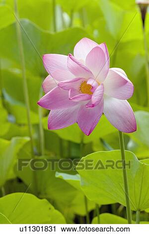 Stock Image - tropical flower, kauai, hawaii, usa. Fotosearch