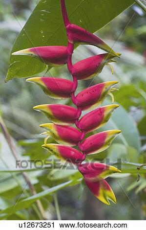 Stock Image - tropical flower, kauai, hawaii, usa. Fotosearch