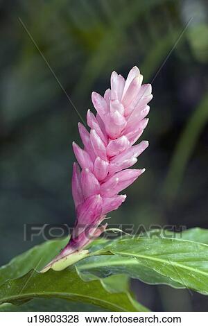 Stock Photo - tropical flower, kauai, hawaii, usa. Fotosearch