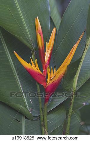 tropical flower, kauai, hawaii, usa View Large Photo Image Stock Photography - tropical flower, kauai, hawaii, usa. Fotosearch