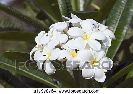 Picture - tropical flower, maui, hawaii, usa. Fotosearch