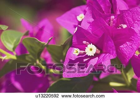 tropical flower, maui, hawaii, usa View Large Photo Image Stock Image - tropical flower, maui, hawaii, usa. Fotosearch