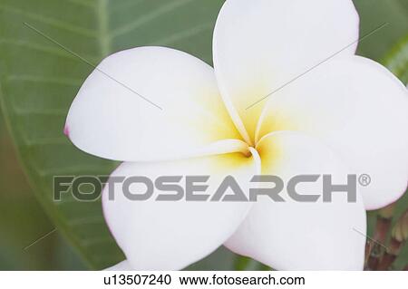 Stock Image - tropical flower, maui, hawaii, usa. Fotosearch