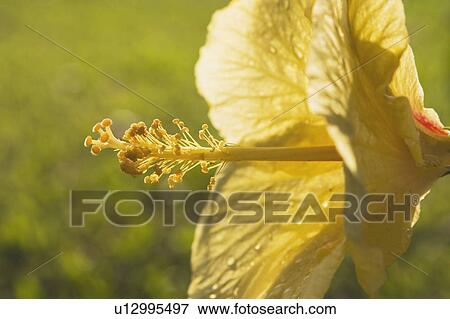 Stock Photo - tropical flower, maui, hawaii, usa. Fotosearch