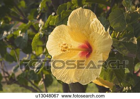 Stock Photo - tropical flower, maui, hawaii, usa. Fotosearch