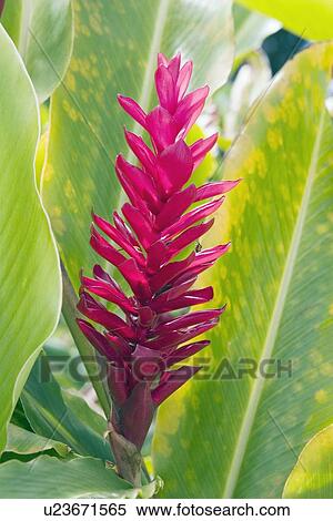 tropical flower, maui, hawaii, usa View Large Photo Image Stock Photography - tropical flower, maui, hawaii, usa. Fotosearch