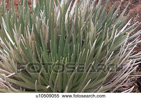 Stock Photography - tropical plant, maui, hawaii, usa. Fotosearch