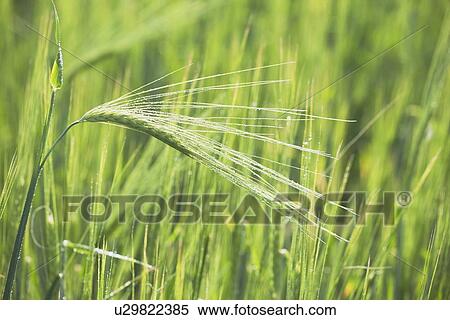 unripe barley View Large Photo Image Stock Photography - unripe barley. Fotosearch