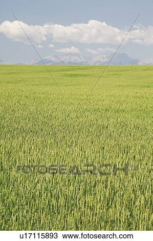 Unripe wheat field, Alberta, Canada View Large Photo Image Stock Image - Unripe wheat field, Alberta, Canada. Fotosearch