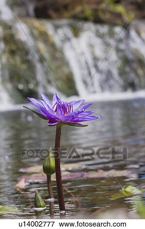 water lily, kauai, hawaii View Large Photo Image Stock Photo - water lily, kauai, hawaii. Fotosearch