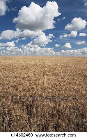 Stock Image - Wheat field and clouds in the sky. Fotosearch